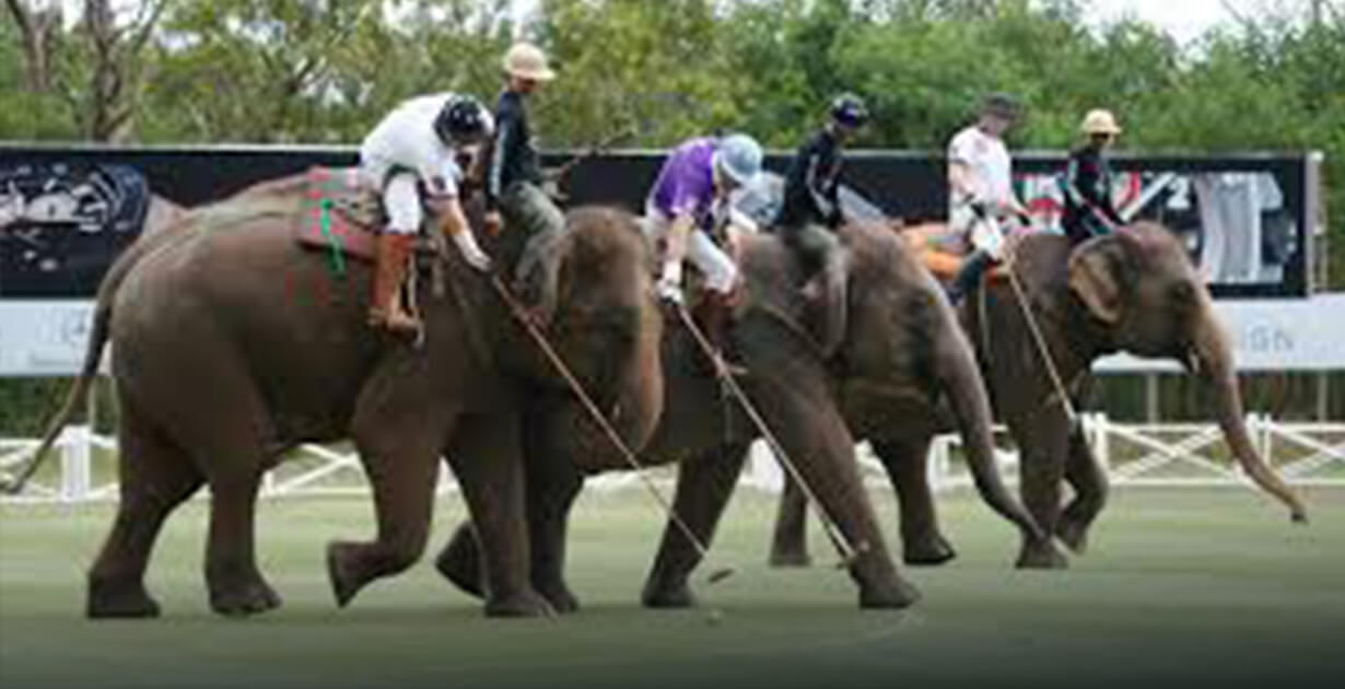 Polo con gli elefanti